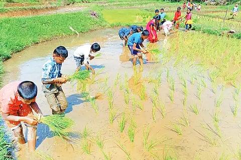 agricultural study
