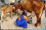 animal_husbandry-300x200