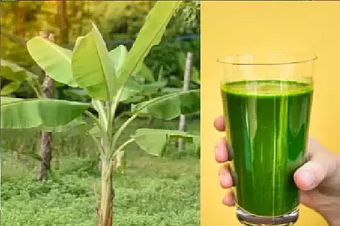banana leaves juice