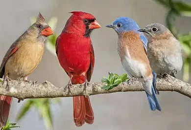 birc