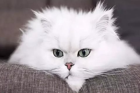cat