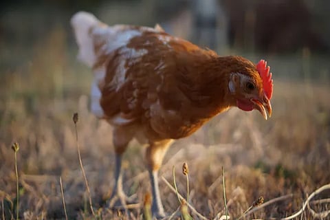 chicken