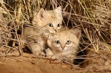 converted wild cat