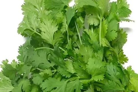 coriander