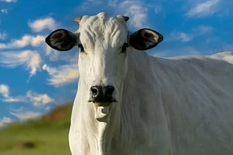 cow 1