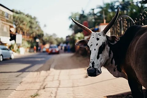 cow