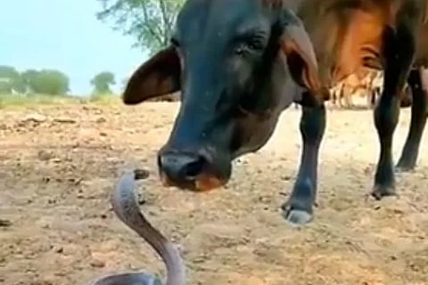 cow snake 1