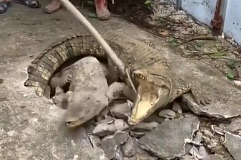 crocodile