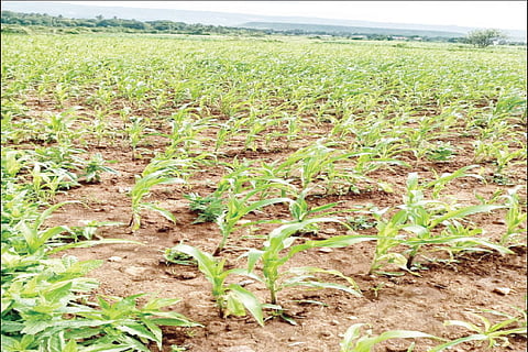 crop loss