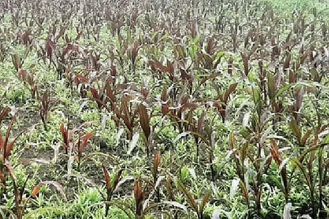 crop