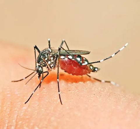 dengue