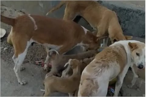 dog