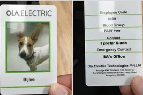 dog id