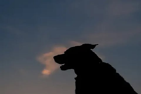 dog