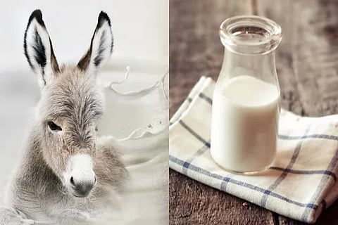 donkey milk