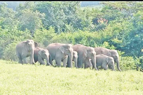 elephant