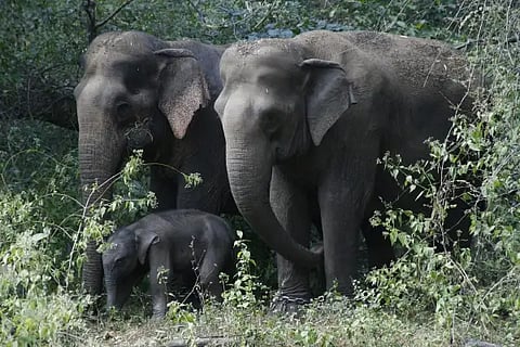 elephants