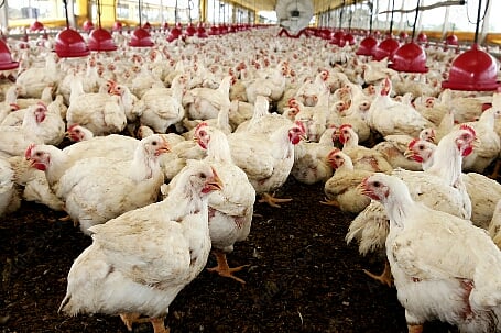 farm-3.jpg