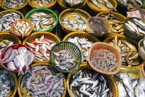 fish (1)