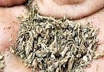 ganja