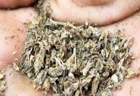ganja