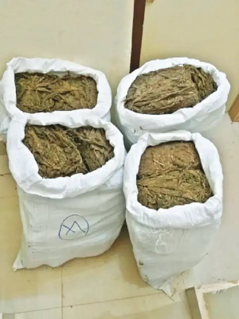 ganja
