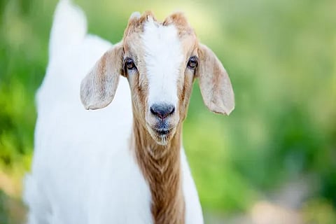 goat