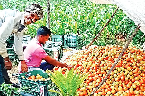 Farmer, Tomatoes, Land, Income,