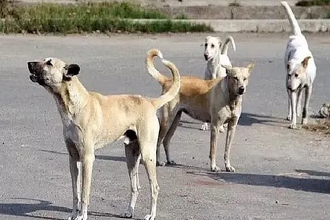 jhansi dog