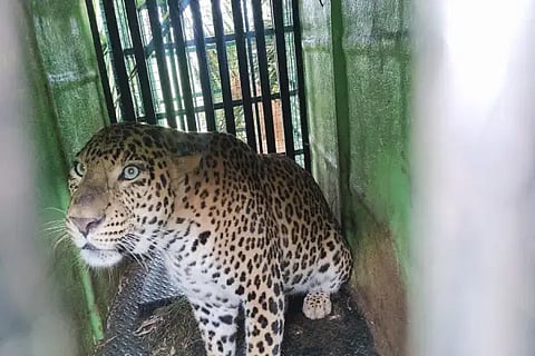 leopard shifts to Bannerghatta
