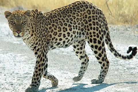 leopard