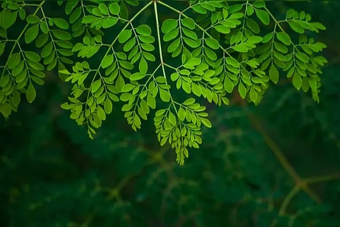 moringa (2)