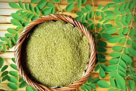 moringa