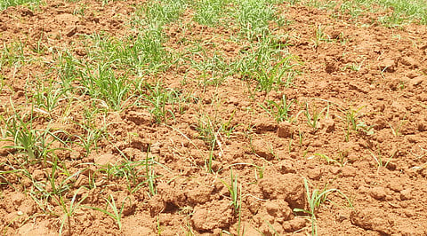 crop insurance
