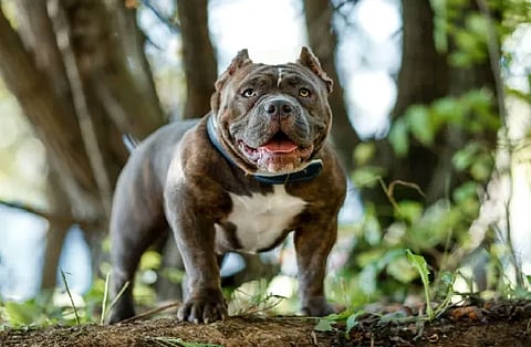 pitbull1