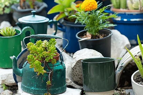 pot