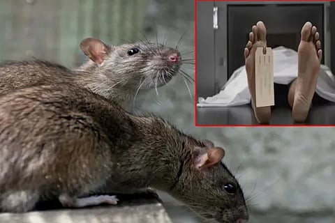 rat