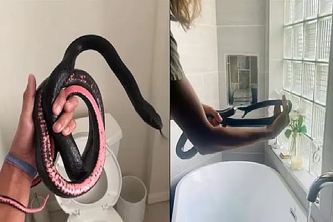 snake arizona