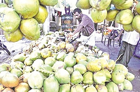 tender coconut2