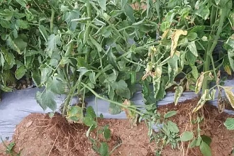 tomato criminals