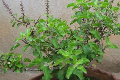tulasi