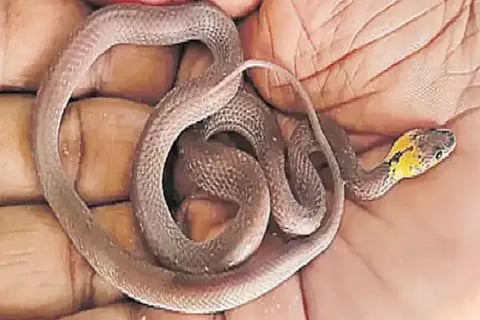 yellow head snake