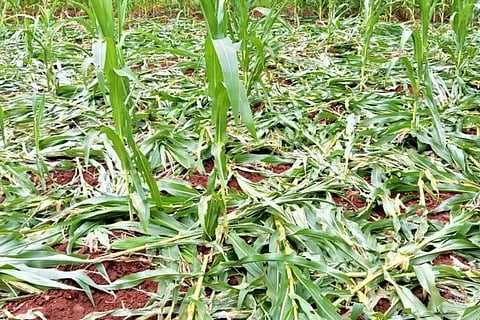 ಹೋಲಕ್ಕೆ ದಾಳಿ