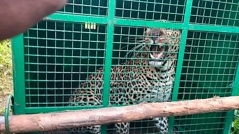 ಬೋನಿಗೆ ಬಿದ್ದ ಚಿರತೆ