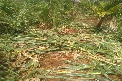 25 BIRUR 01