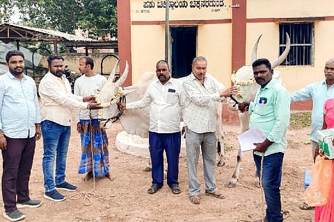cattle