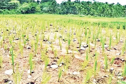 7-sirsi-baragal