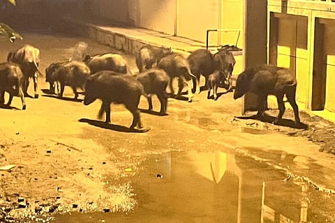 A herd of pigs in India