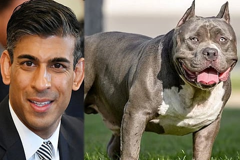 American XL bully dogs