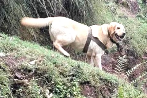 Army Dog